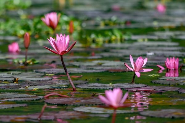 Water lilies in a garden pond