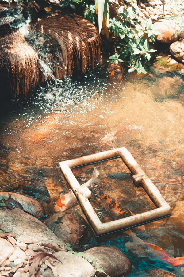 Landscaped pond with waterfall and koi