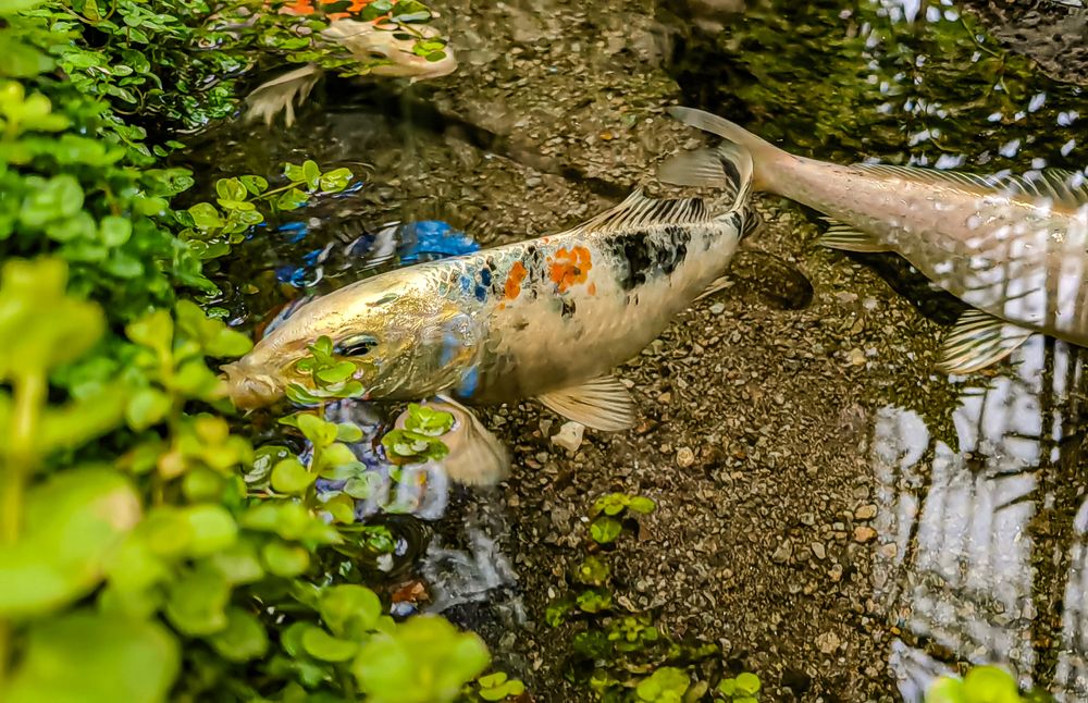 Colorful koi swimming in a garden pond